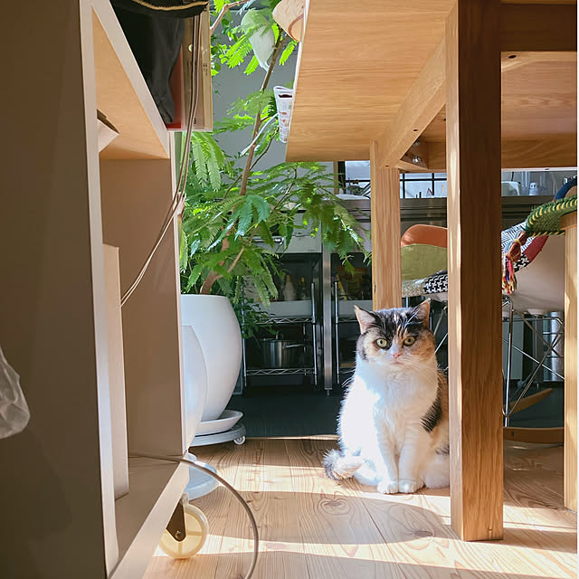 akanekoさんの実例写真