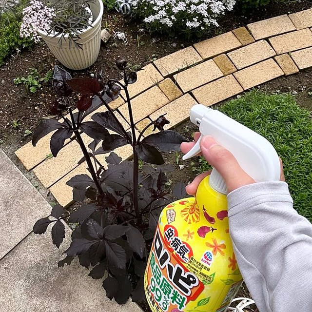 SAYOさんの部屋
