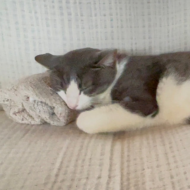 nekosamaさんの部屋