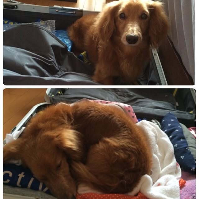 ram_mamaさんの実例写真