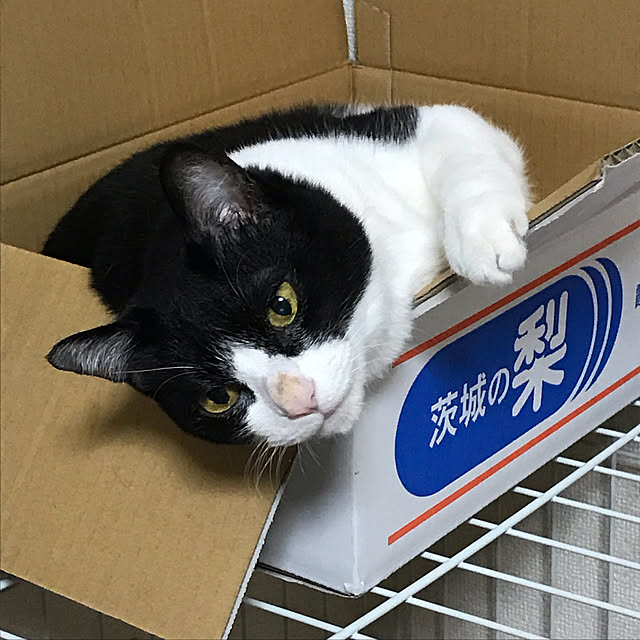 kumiさんの実例写真