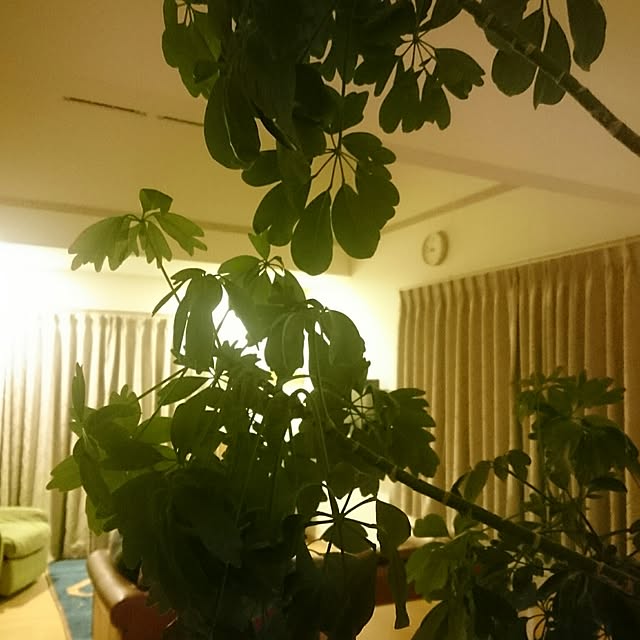 nao525さんの実例写真