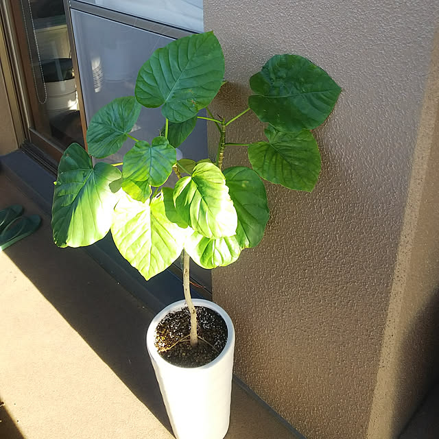 n0516さんの実例写真