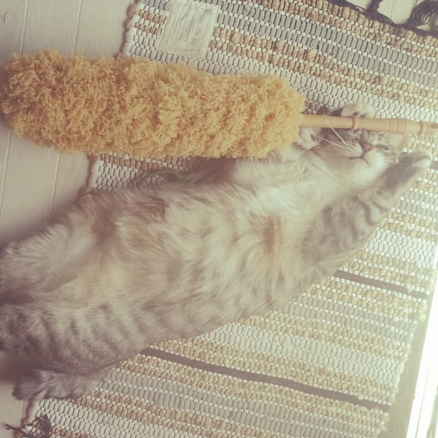 annさんの実例写真