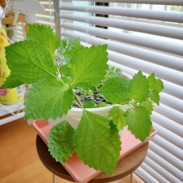 38さんの部屋