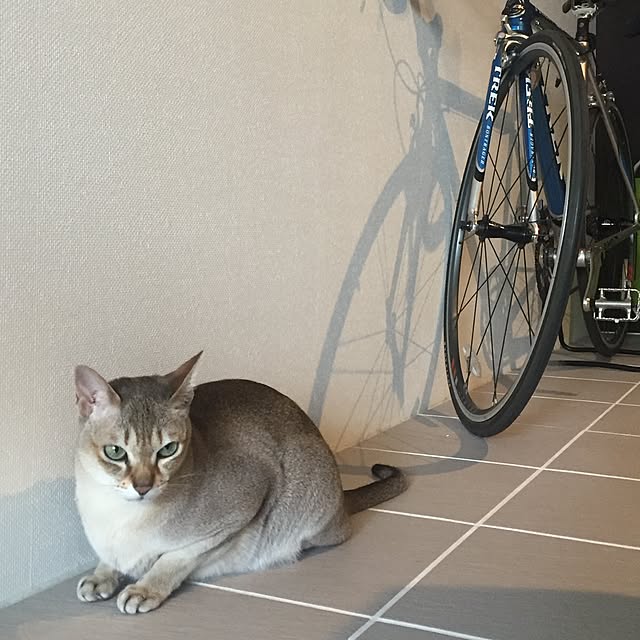 cocomimiさんの実例写真