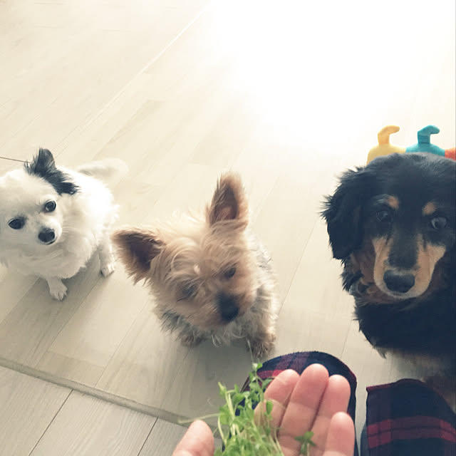 ohanaさんの実例写真