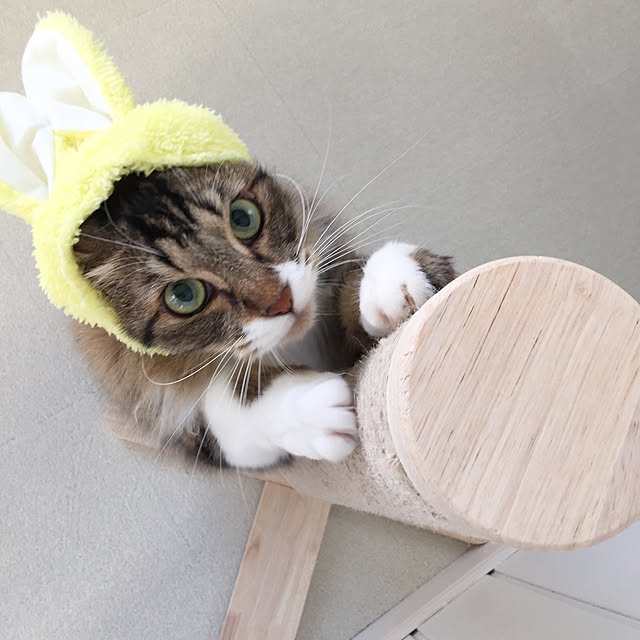 yuchiさんの実例写真