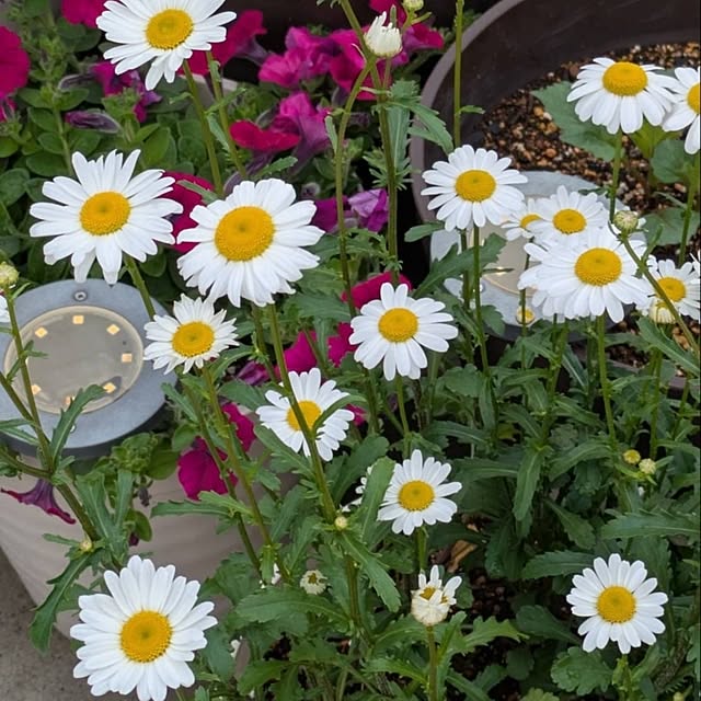 minnieさんの部屋