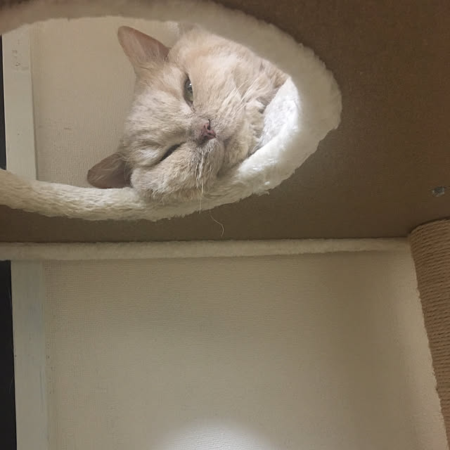 naokoさんの実例写真