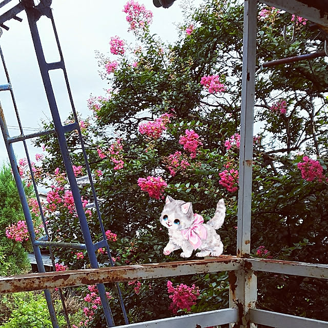 cherrycherryさんの実例写真