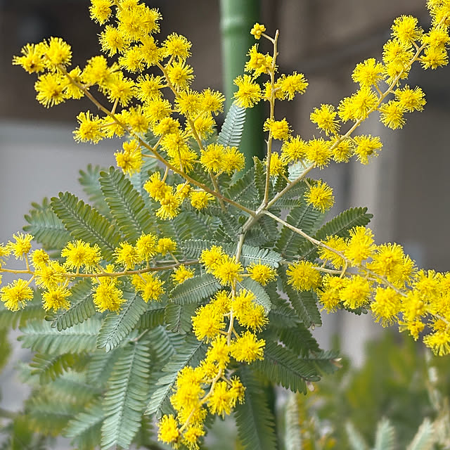 wwwさんの実例写真