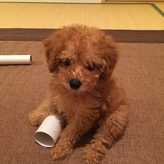 Naokoさんの実例写真