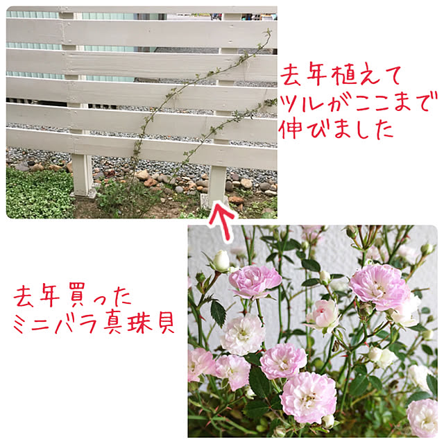 kotoriさんの実例写真