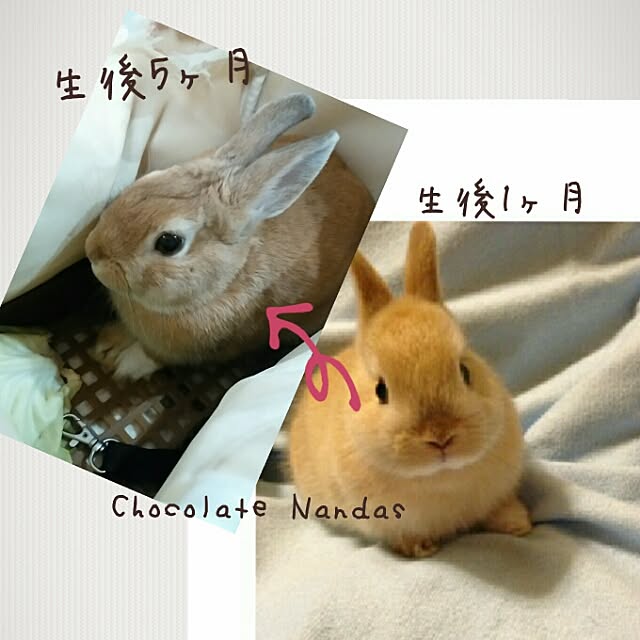 ChocolateNandasさんの実例写真