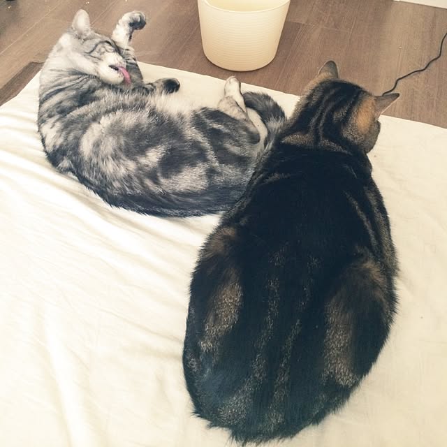 mikomaruさんの実例写真