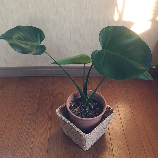 mebiさんの実例写真