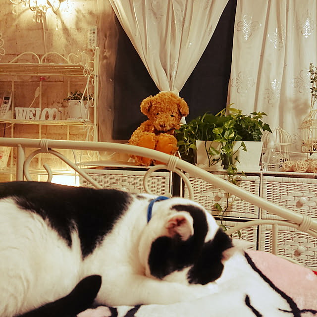 asuminさんの実例写真