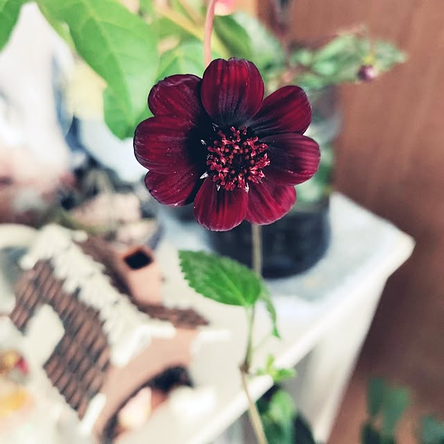 kiraさんの実例写真