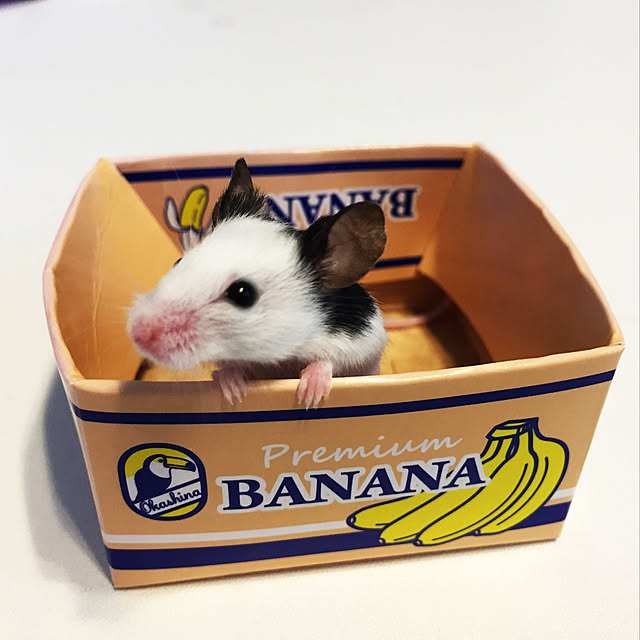 kedamaya3さんの実例写真