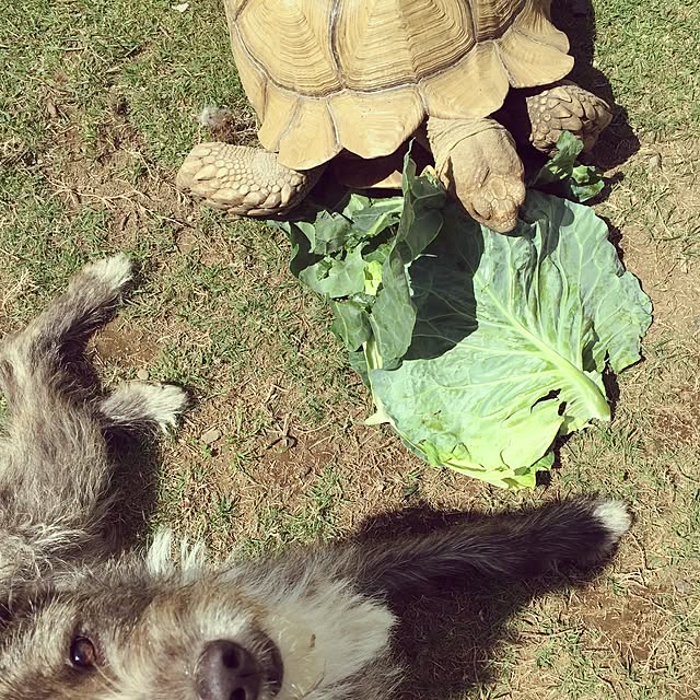 picakoさんの実例写真