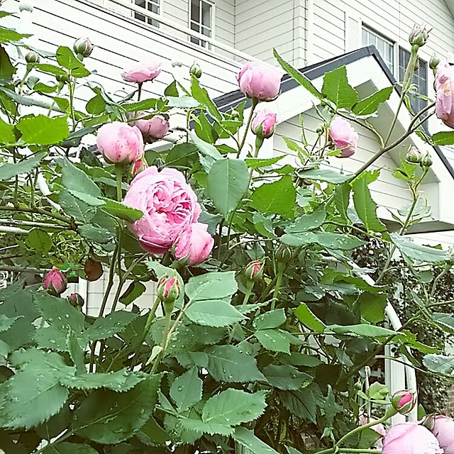 s.mamaさんの実例写真