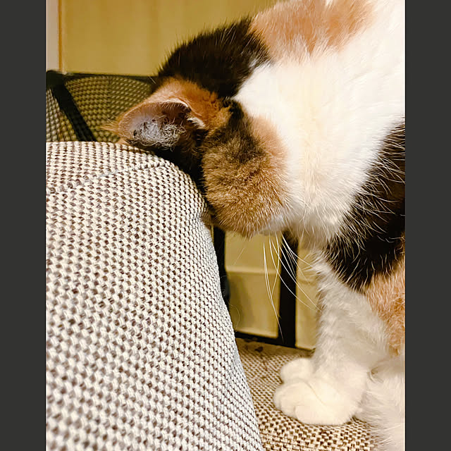 akanekoさんの部屋