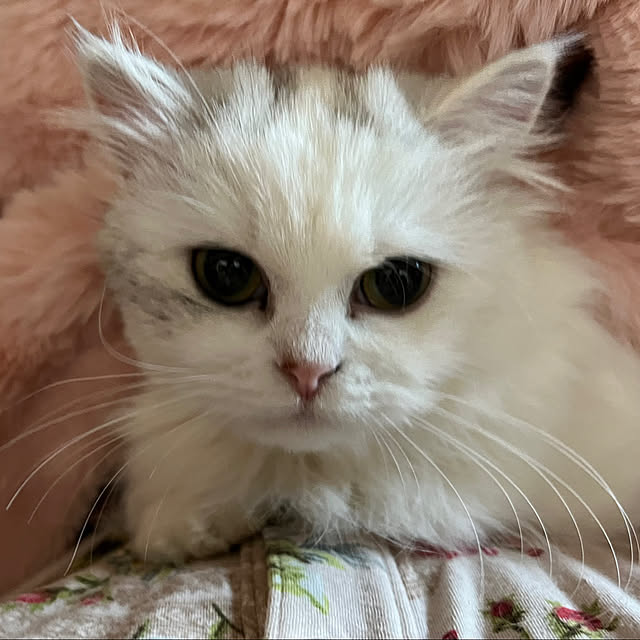 AYUKOさんの実例写真