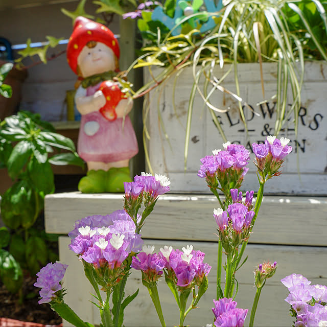 ドライフラワー/スターチス/花と緑のある暮らし/花の寄せ植え/コメントお気遣いなく(^^)...などのインテリア実例 - 2019-05-18 12:13:54