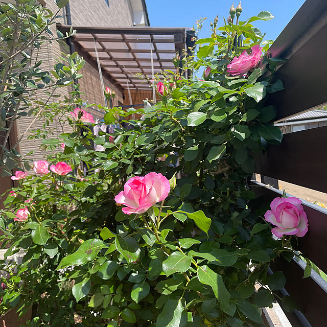 ronronさんの部屋