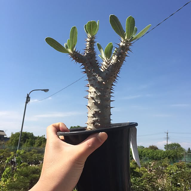 M.okuさんの実例写真