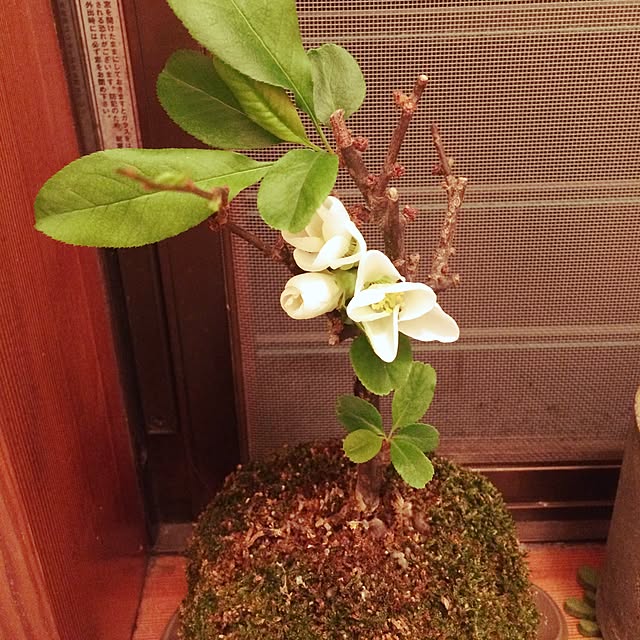 tomonon0812さんの実例写真