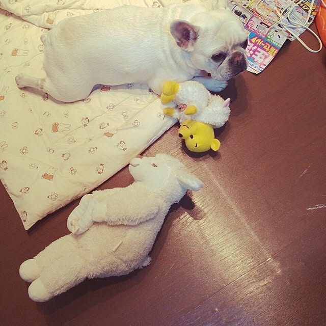konopiさんの実例写真