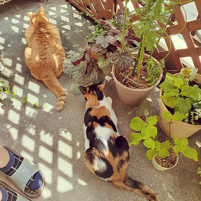chisaviさんの実例写真