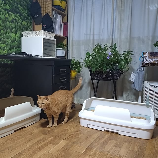 NOAHさんの部屋