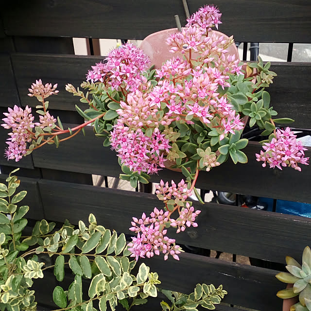 VERANDARJUNさんの実例写真