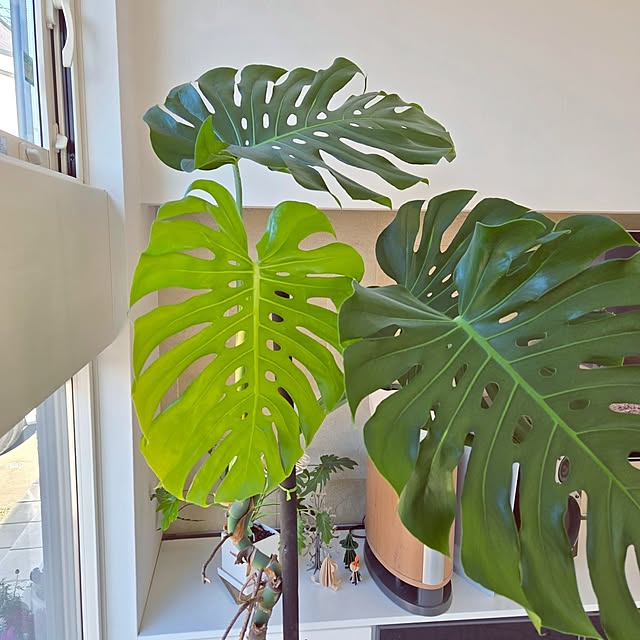 mutyukingさんの部屋