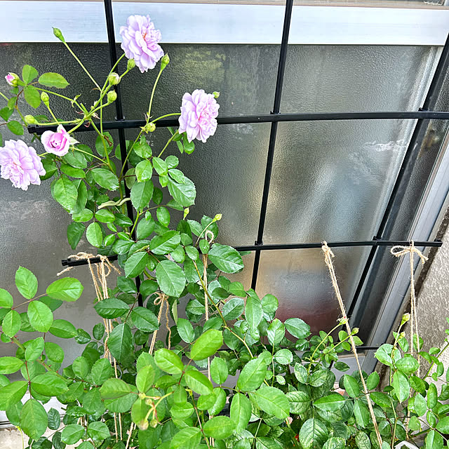 shabby666さんの実例写真