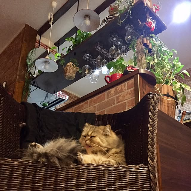 butachanさんの実例写真