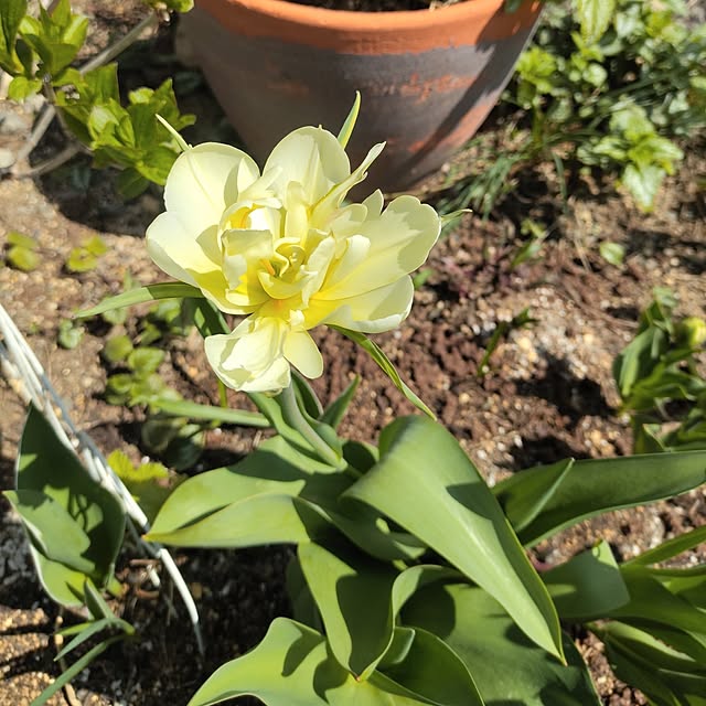 kiraさんの実例写真