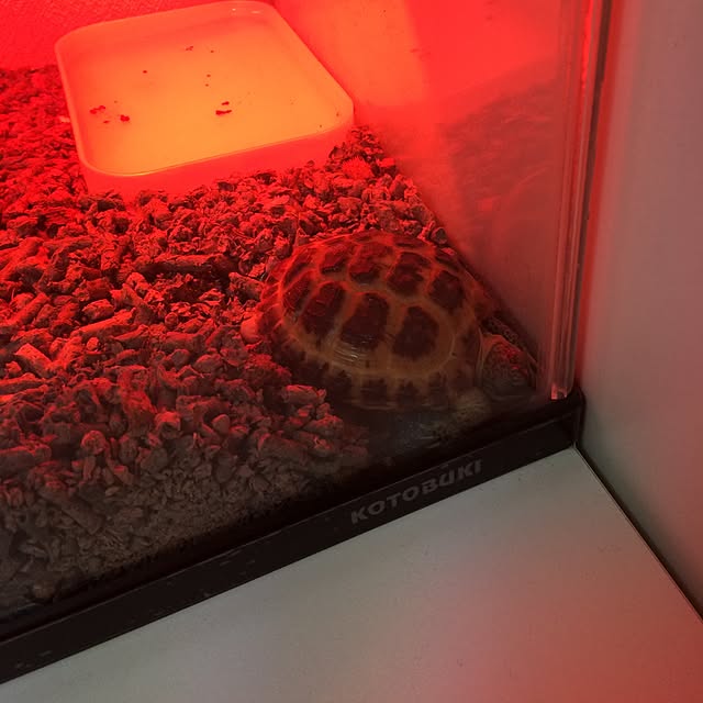 Jellyさんの実例写真