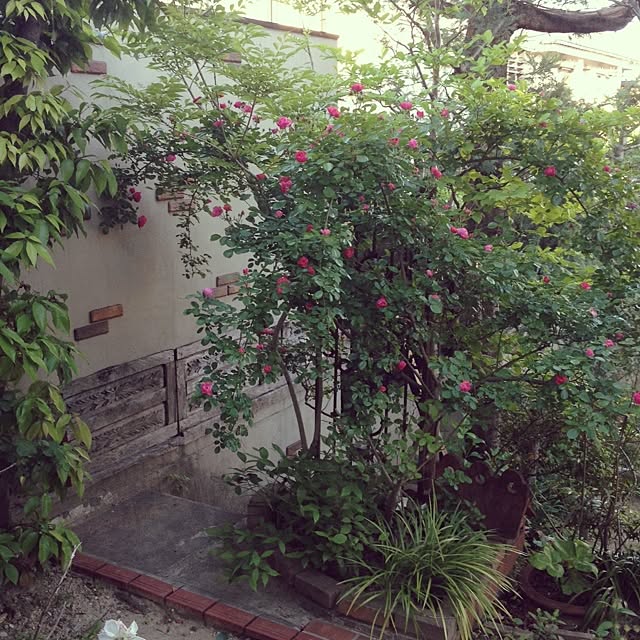 biberuさんの実例写真