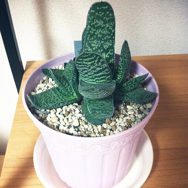 hanachanさんの実例写真