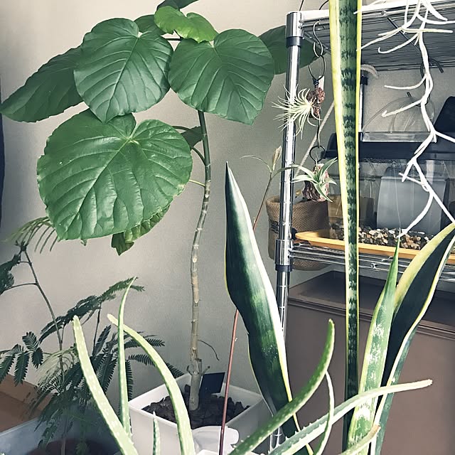 powakyonさんの実例写真