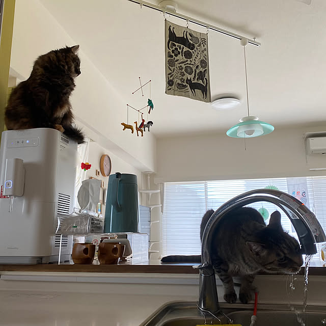 mikomaruさんの実例写真