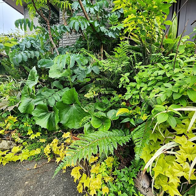 GreenHomeさんの部屋