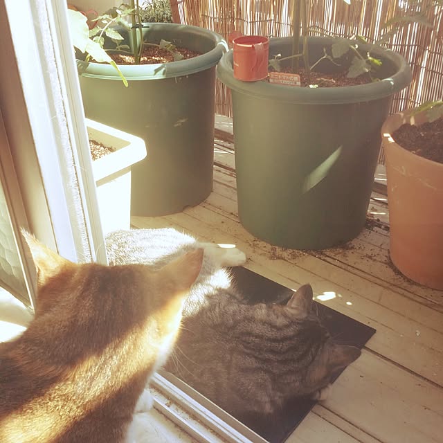 annさんの実例写真
