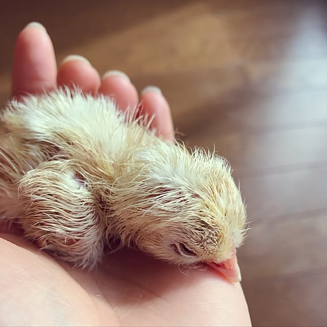 pepeさんの実例写真