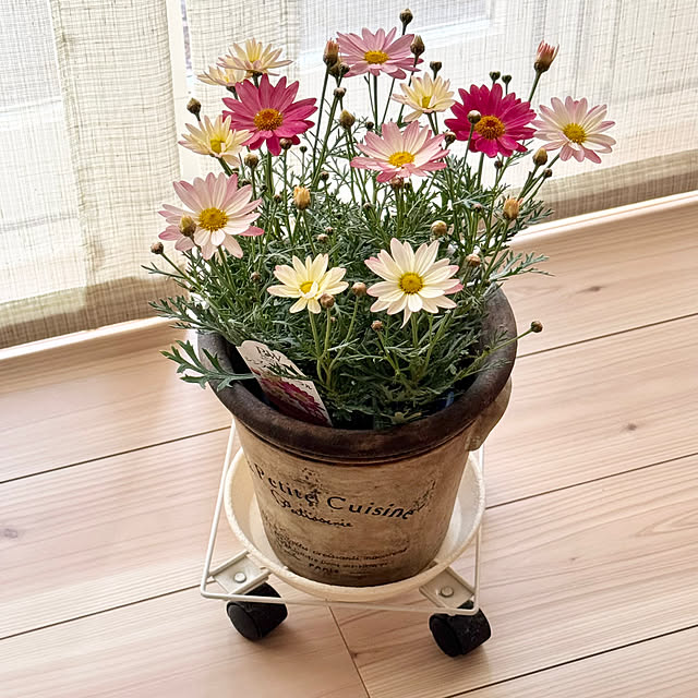 Chigusaさんの実例写真