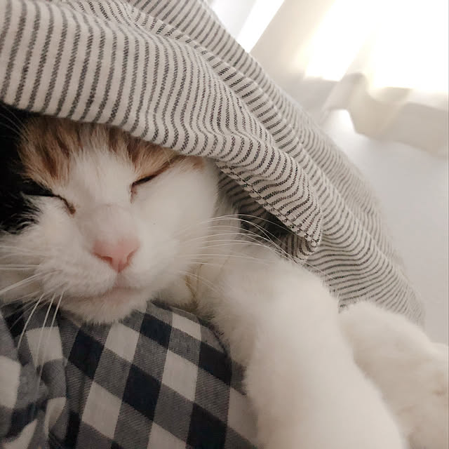 warashibeさんの実例写真